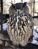 Eagle Owl, Luna200.jpg
